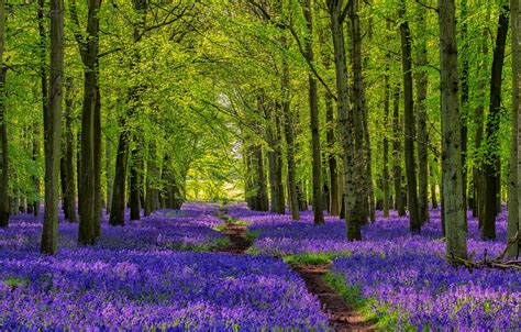 Wallpaper Forest Trees Nature Flowers Plants Walkway Path