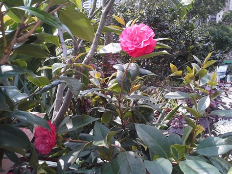 Hong kong, officially the hong kong special administrative region of the people's republic of china, is a metropolitan area and special admi. 亞U: 香港動植物公園植物篇(一)