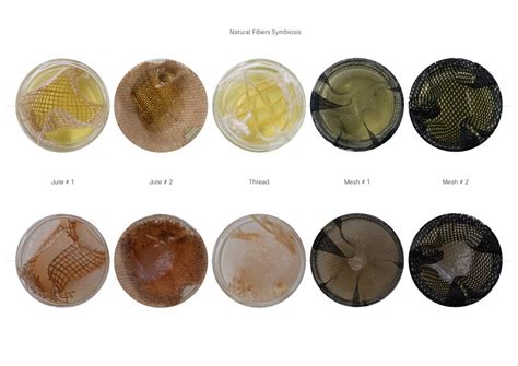 Vibrant Tissue Augmented Microbial Cellulose Iaac Blog