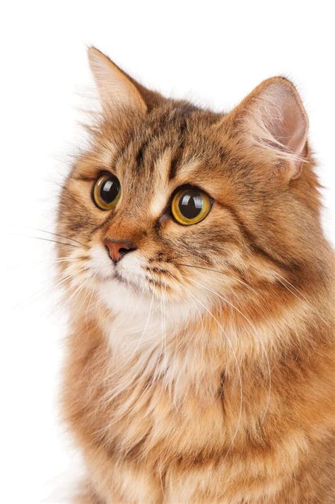 Siberian Cat Stock Photo Image Of Feline Domestic Beautiful 47731394