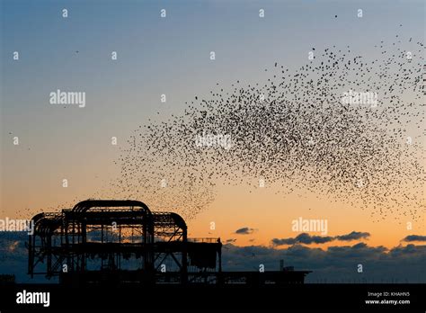 Murmuration Over The Ruins Of Brightons West Pier On The South Coast