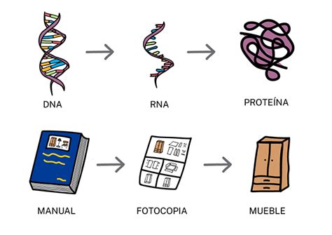Diferencias Entre ADN Y ARN ADN Institut