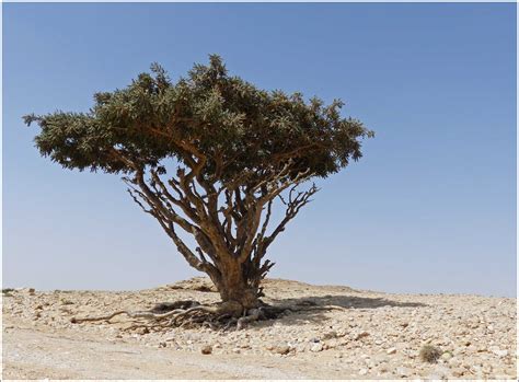 Dhofar The Land Of Frankincense Travel With Me