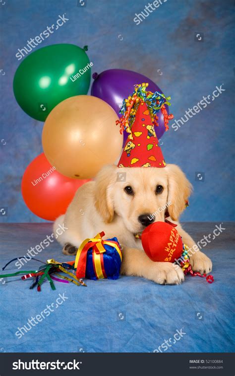 Name a job that requires a name tag waiter, cashier, nurse , police officer, hotel, flight attendant Golden Retriever Puppy Party Balloons Hat Stock Photo ...