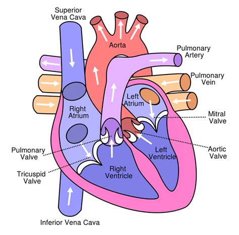 Anterior Anatomy Of The Heart
