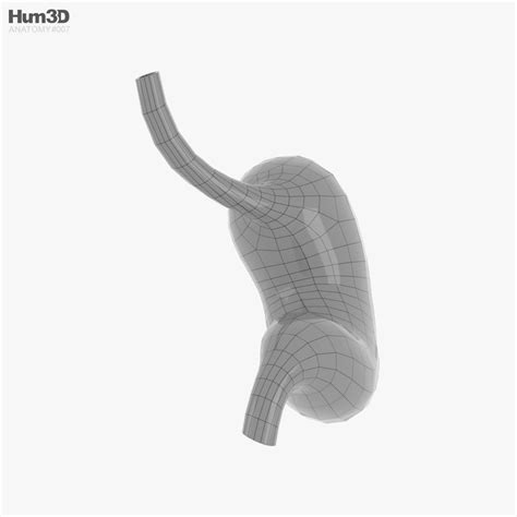 Human Stomach 3d Model Download Anatomy On