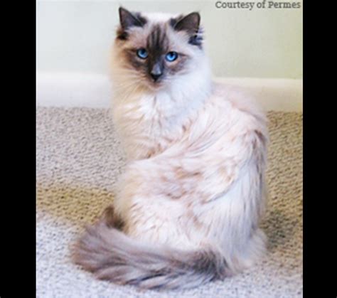 The coat length of a balinese cat is really what separates it from siamese. Azureys Cats - Balinese Color Point Galleries