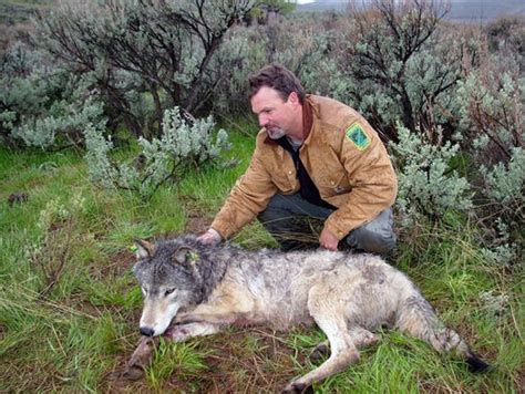 Bill Odfw Could Remove Wolves From Endangered Species List