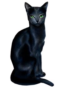 Snowshoe cat thai cat aegean cat american wirehair siamese cat png. Black Cat Clipart | Gallery Yopriceville - High-Quality ...