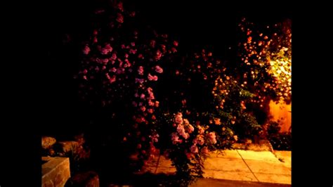 My Rose Garden At Night YouTube