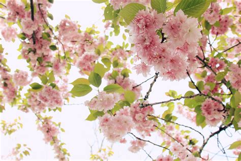 Free Images Blooming Branch Bright Cherry Blossoms Close Up