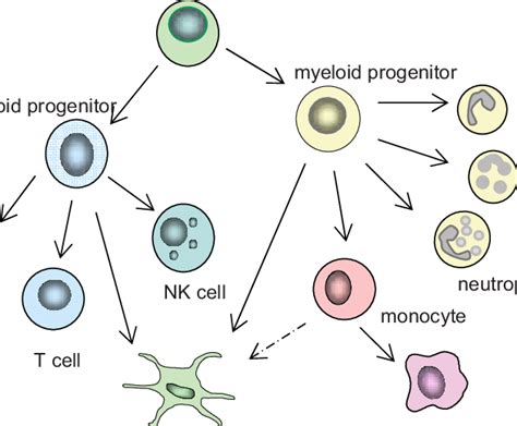 Development Of Human White Blood Cells Leukocytes Differentiate From