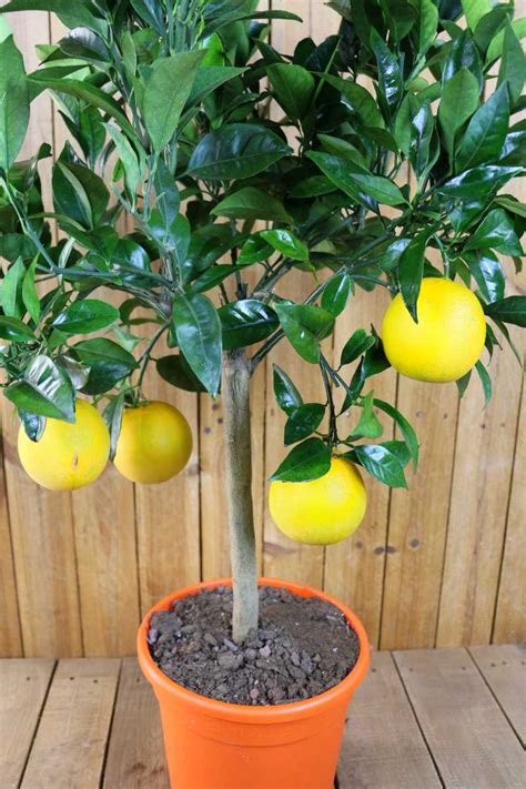 Orangenbaum Citrus Sinensis Echte Apfelsine