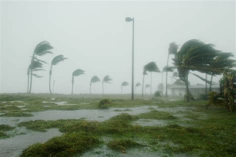 How Do Palms Survive Hurricanes — In Defense Of Plants
