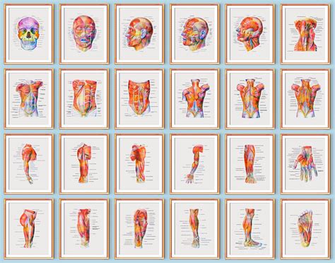 Human Muscular System Poster Set Of 24 Muscles Structure Art Etsy India