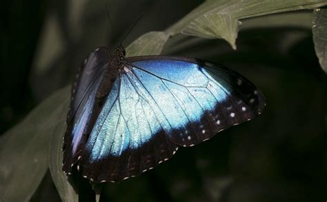 Blue morphos survive in the tropical forests of latin america from mexico to colombia including costa rica. Iridescent Blue Morpho Butterfly | Blue morpho butterfly ...