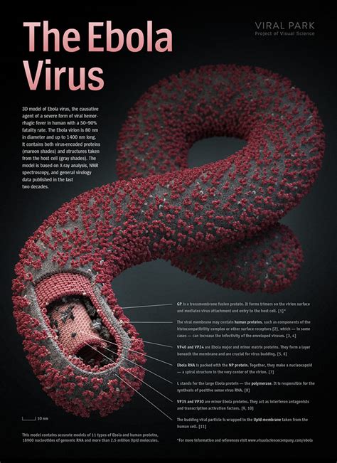 Here is everything we know about the virus, and its spread, so far. 2014 Ebola Virüsü Salgını