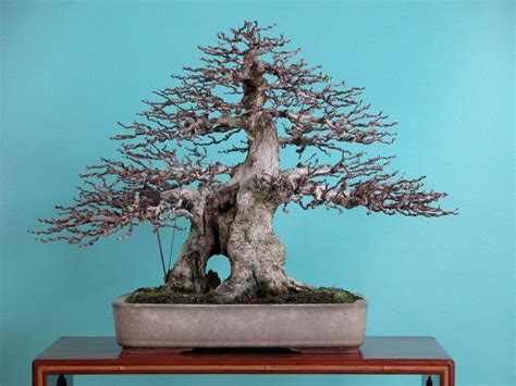 It has sharp thorns and is a native to the coast of brazil. This is a list of common Bonsai tree species available on ...