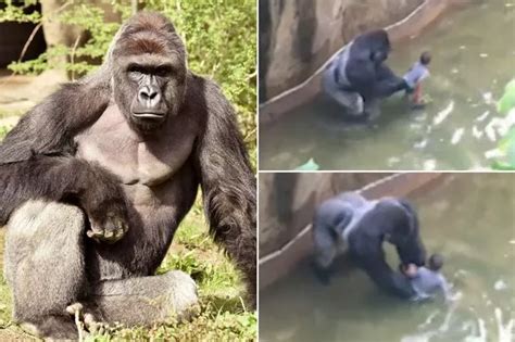 Amazing New Footage Of Gorilla Shot Dead For Picking Up Boy Shows