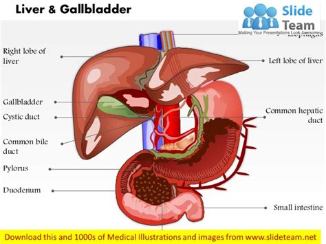 Mouth, pharynx, oesophagus, stomach, small intestine, large the human digestive system is the collective name used to describe the alimentary canal, some the head lies in the curve of the duodenum, the body behind the stomach, and the tail lies in front of the. Liver and gall bladder in human body medical images for ...