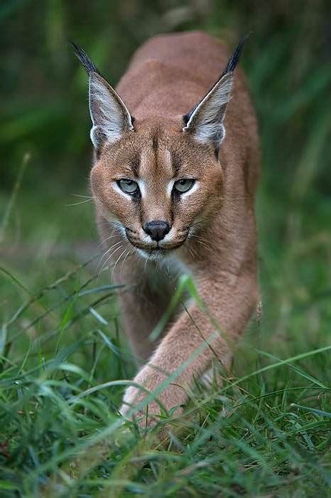 Trophy Hunting The Caracal In South Africa Ash Adventures