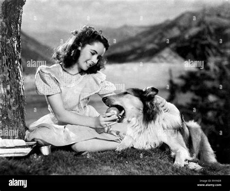Elizabeth Taylor Lassie Lassie Come Home 1943 Stock Photo Alamy