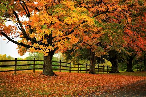 Download Fence Fall Nature Tree Hd Wallpaper