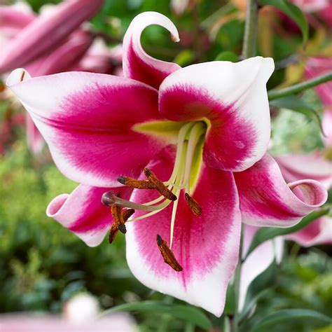 Van Zyverden Multicolor Lilies Premium Ot Hybrid Friso Mammoth Bulbs