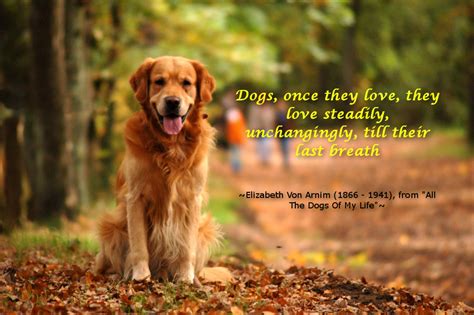 I Love My Pet Dog Quotes Image Quotes At