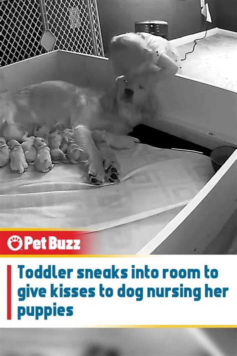 Toddler Sneaks Into Room To Give Kisses To Dog Nursing Her Puppies