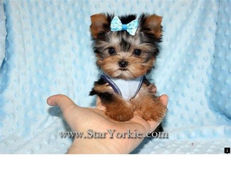 Our Web Images Are A Must Teacup Puppies Teacup Puppies For Sale