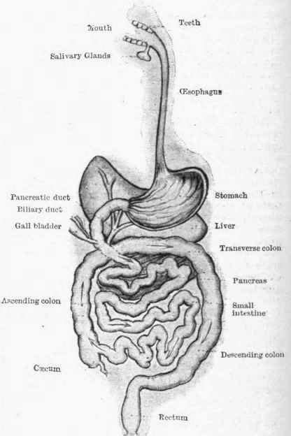 Medical - Home Nursing. Digestion