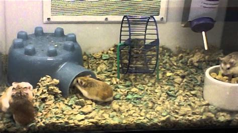 Hamsters Still Going Crazy At Petco Youtube