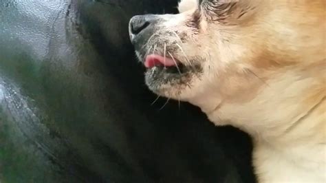 Dog Licking In Slow Motion Youtube