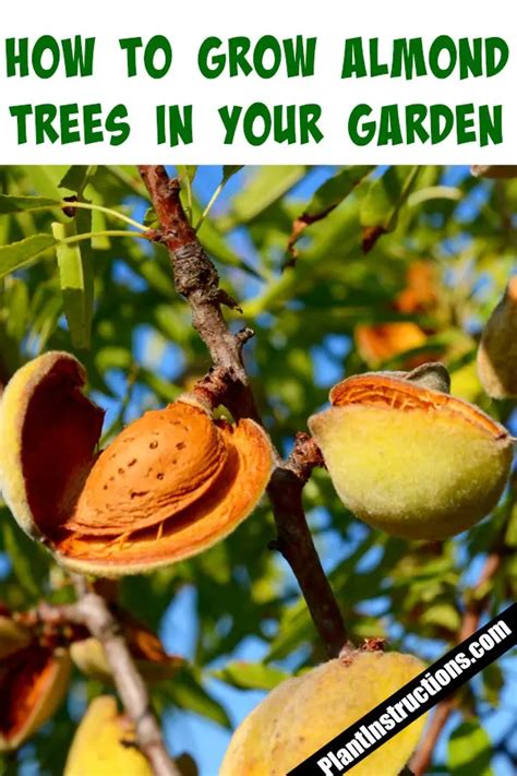How To Grow Almonds Plant Instructions