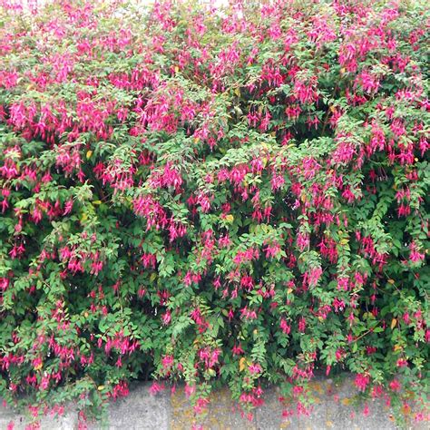 We did not find results for: Fuchsia magellanica (Hardy Fuchsia)- Hedges Direct UK