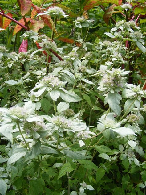 Quick Plant Care Guides Grow Mountain Mint Pycnanthemum Hubpages