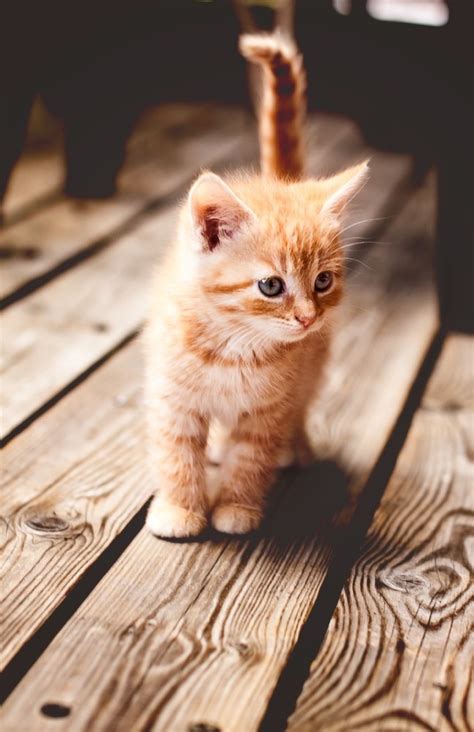 Mel Catred Kitten Via Akl Tumblr Pics
