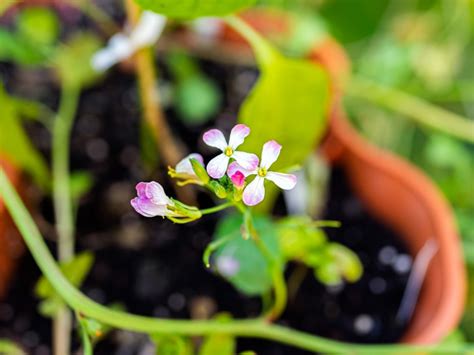 Radish Companion Plants That Will Boost Your Garden Yield Ericwilkes