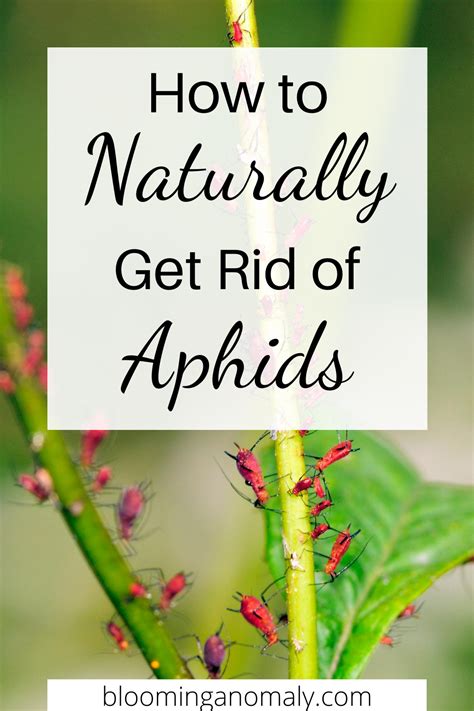 Naturally Get Rid Of Aphids Get Rid Of Aphids Aphids Aphids On Plants