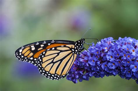 Monarch Butterfly Garden Plants