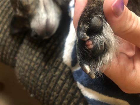 What Is This Red Bump On My Dogs Paw Petcoach
