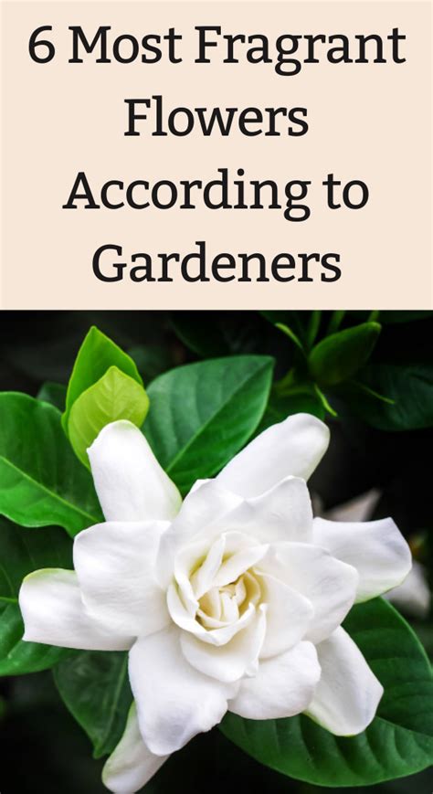 A White Flower With The Words 6 Most Fragrant Flowers According To