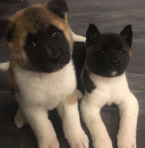 9 4 Months Old Cute Akita Inu Dog Puppy For Sale Or Adoption Near Me
