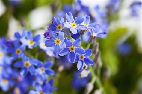 Text is available under the creative. State Flower Guide - Pictures of Flowers