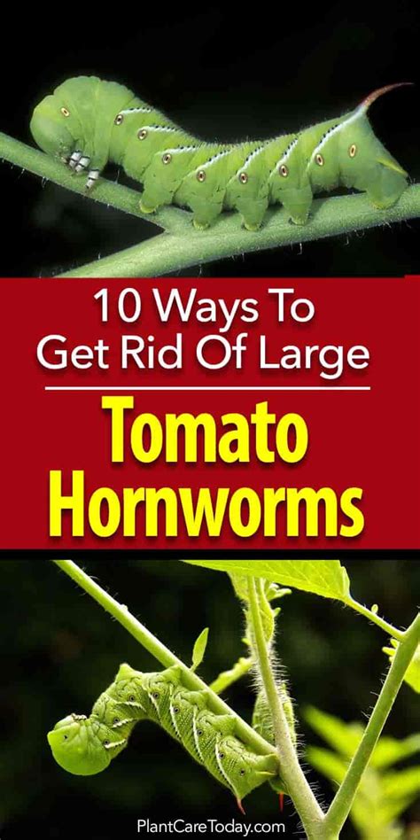 Black widow spider venom can be deadly but how likely are you to be bitten? Tomato Worms: How To Get Rid Of Tomato Hornworm Caterpillars