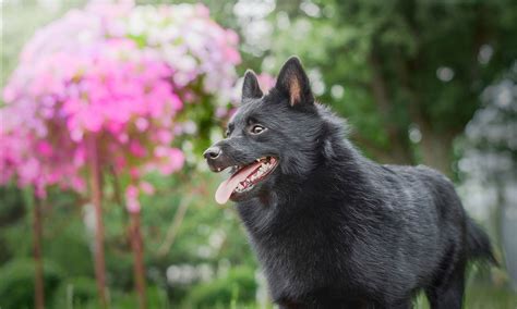 Schipperke Breed Characteristics Care And Photos Bechewy
