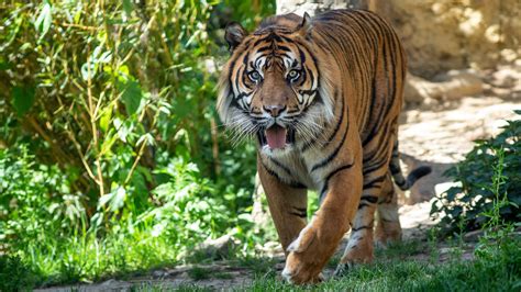 Tiger Is Walking On Green Grass With Tongue Out During Daytime 4k Hd