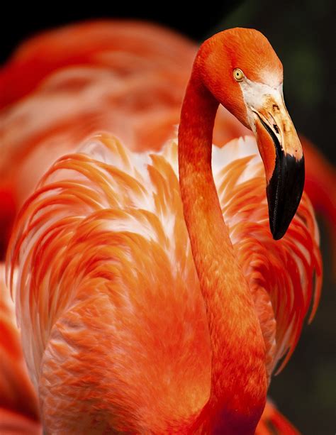 Picture Of A Beautiful Flamingo About Wild Animals