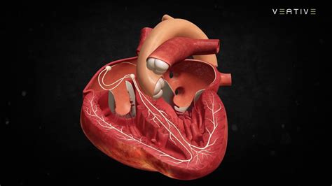 The heart of the matter is the fourth episode of the fourth season and the 65th overall episode of grey's anatomy. Heart Anatomy: Learn How Human Heart Works | Veative Labs ...